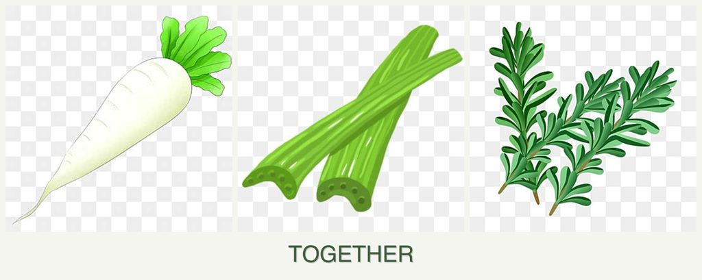 Can you plant radishes, celery and rosemary together?