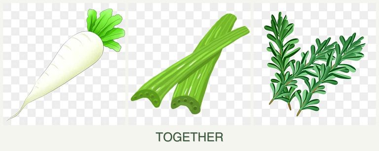 Can you plant radishes, celery and rosemary together?