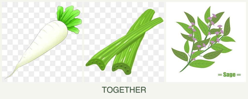 Can you plant radishes, celery and sage together?