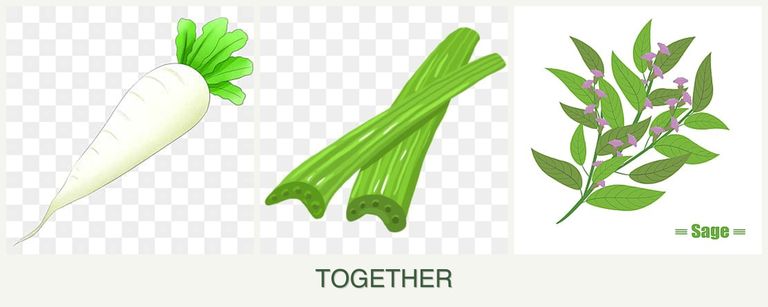 Can you plant radishes, celery and sage together?
