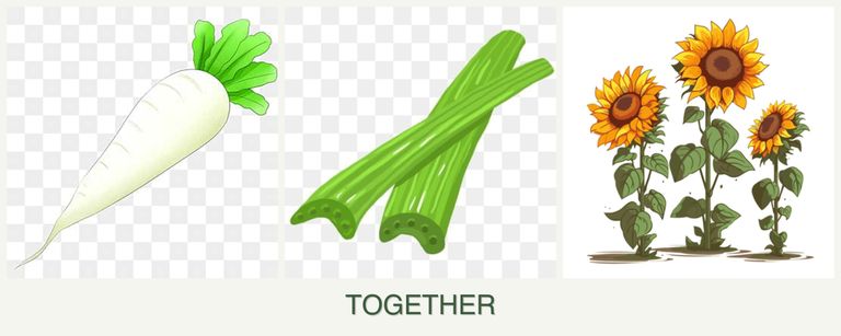 Can you plant radishes, celery and sunflowers together?