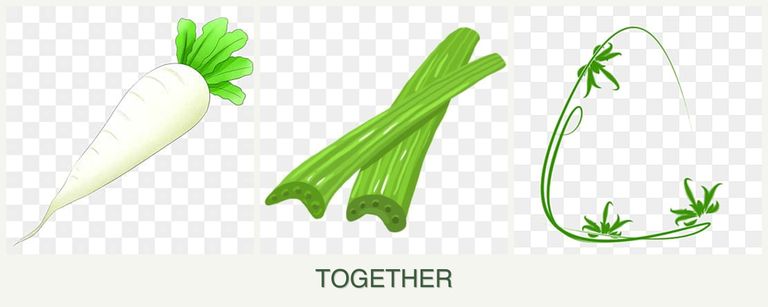 Can you plant radishes, celery and tarragon together?