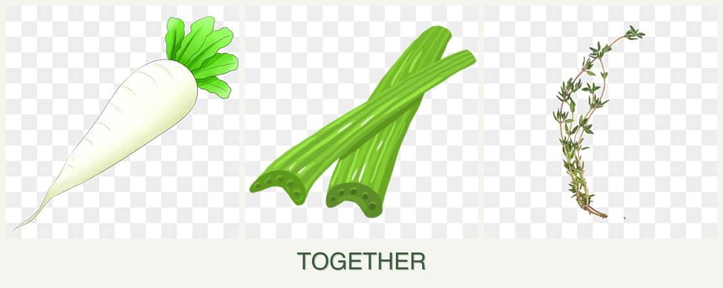 Can you plant radishes, celery and thyme together?