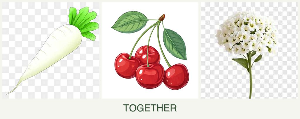 Can you plant radishes, cherries and alyssum together?