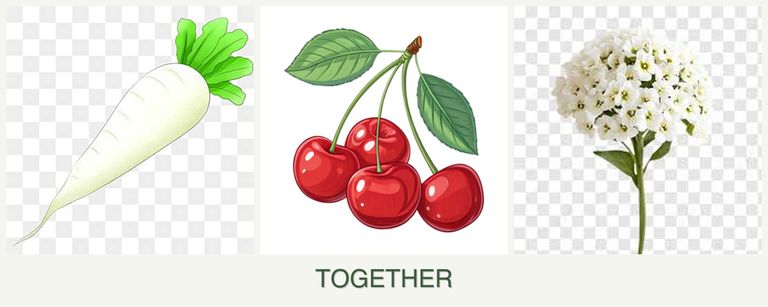 Can you plant radishes, cherries and alyssum together?