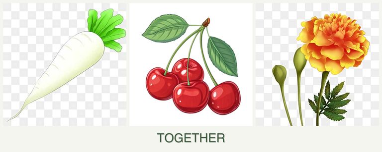 Can you plant radishes, cherries and marigolds together?