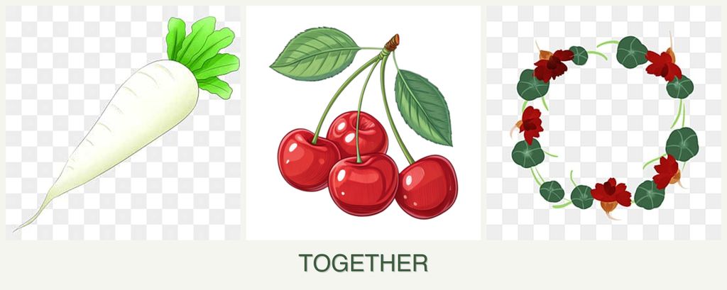 Can you plant radishes, cherries and nasturtiums together?