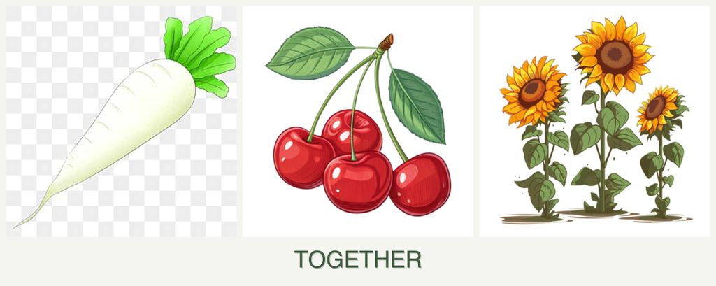 Can you plant radishes, cherries and sunflowers together?