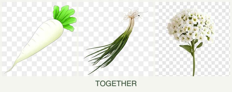 Can you plant radishes, chives and alyssum together?