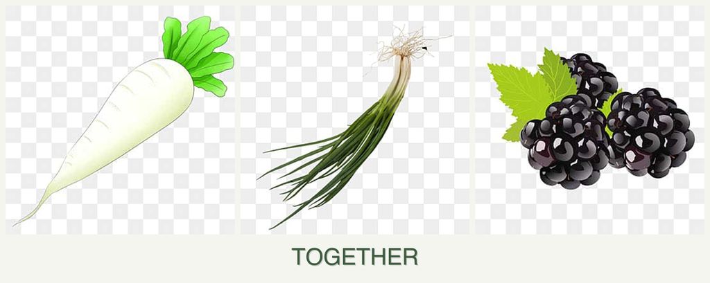 Can you plant radishes, chives and blackberries together?