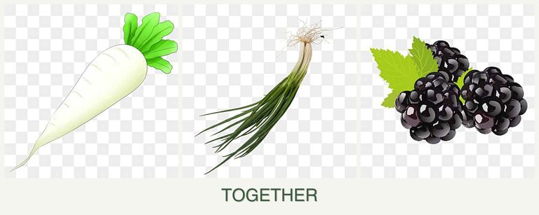 Can you plant radishes, chives and blackberries together?