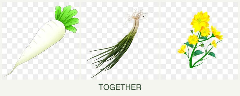 Can you plant radishes, chives and calendula together?