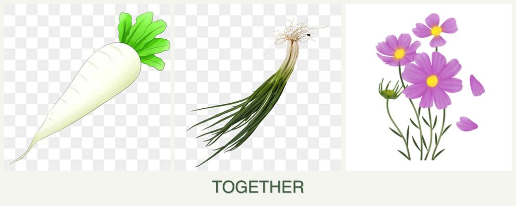 Can you plant radishes, chives and cosmos together?