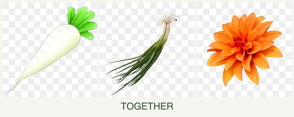 Can you plant radishes, chives and dahlias together?