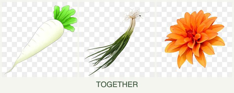 Can you plant radishes, chives and dahlias together?