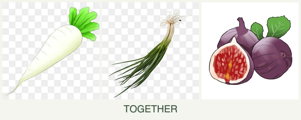 Can you plant radishes, chives and figs together?