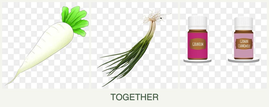 Can you plant radishes, chives and geraniums together?