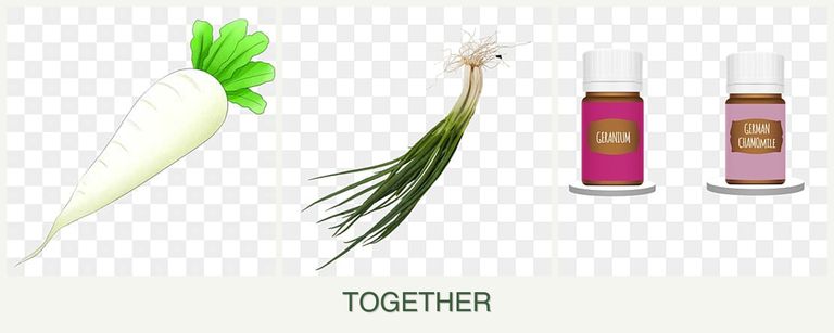 Can you plant radishes, chives and geraniums together?
