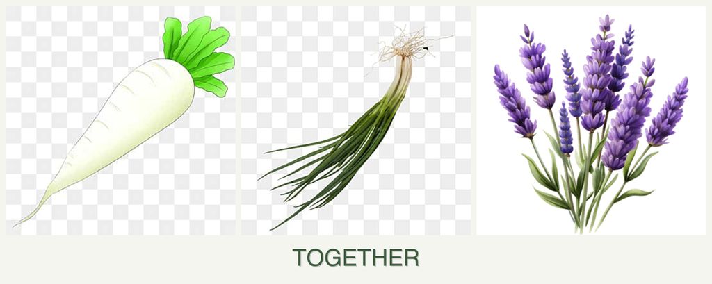 Can you plant radishes, chives and lavender together?