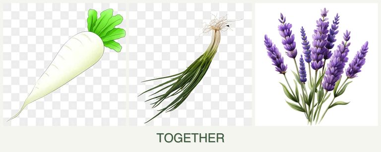 Can you plant radishes, chives and lavender together?