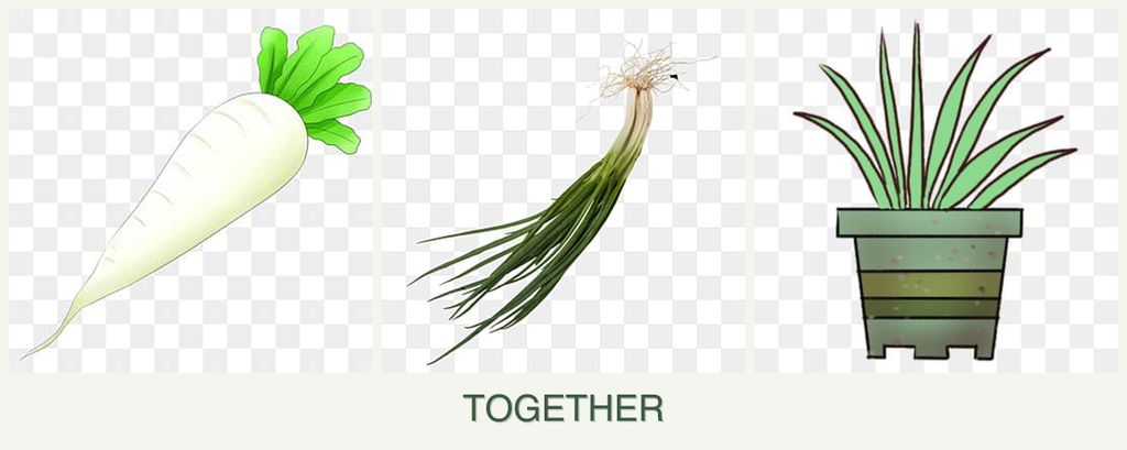 Can you plant radishes, chives and lemongrass together?