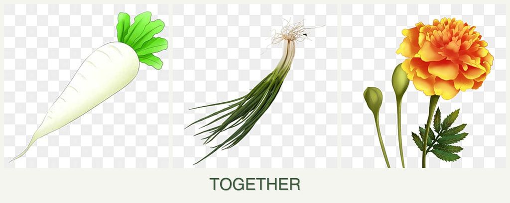 Can you plant radishes, chives and marigolds together?
