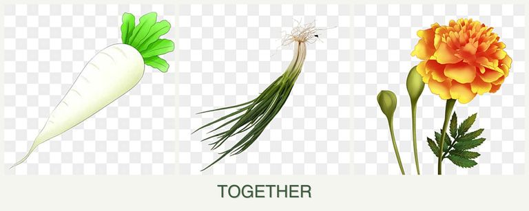 Can you plant radishes, chives and marigolds together?
