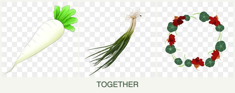 Can you plant radishes, chives and nasturtiums together?