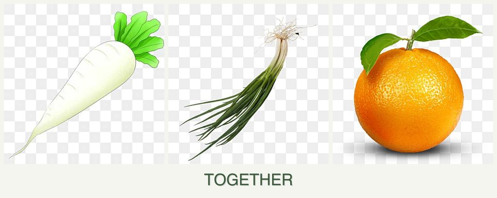 Can you plant radishes, chives and oranges together?