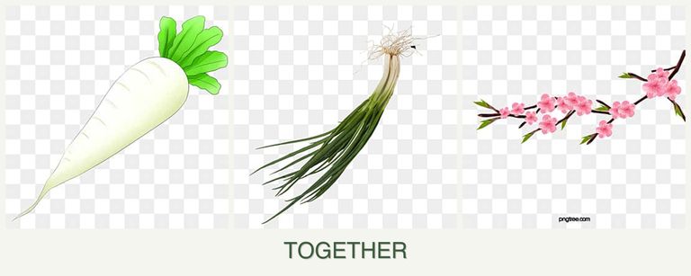 Can you plant radishes, chives and peaches together?