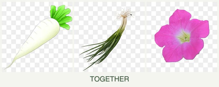 Can you plant radishes, chives and petunias together?