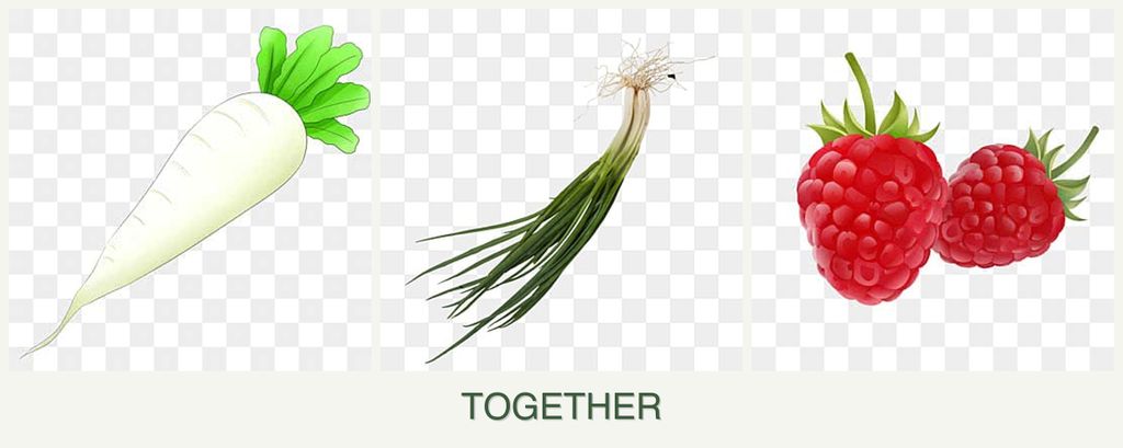 Can you plant radishes, chives and raspberries together?
