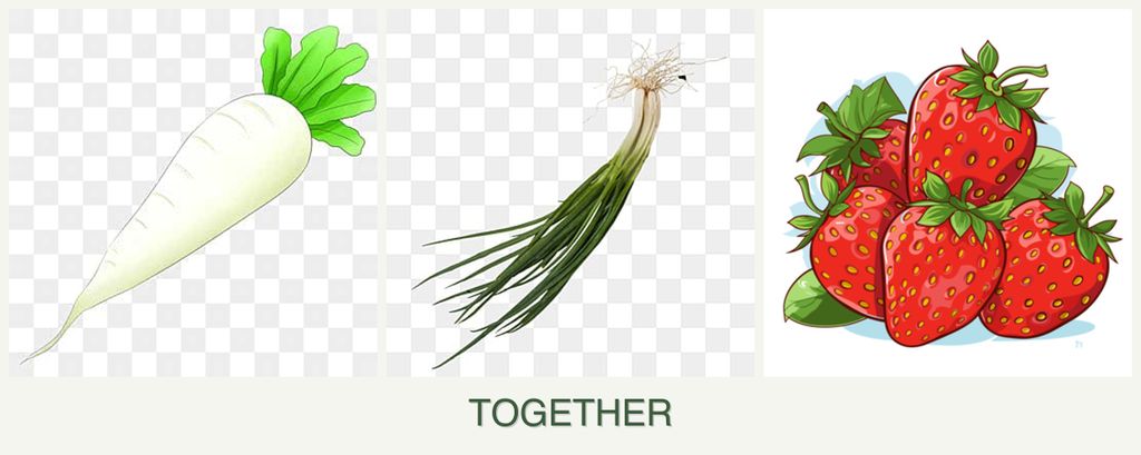 Can you plant radishes, chives and strawberries together?
