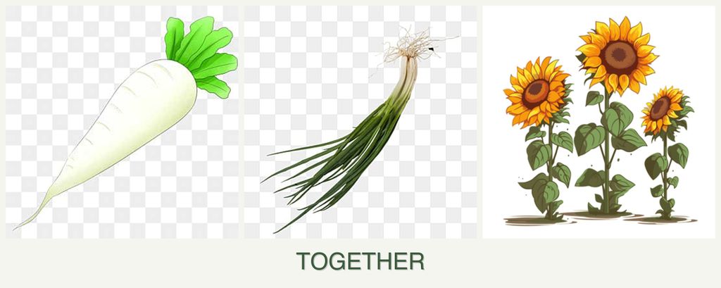 Can you plant radishes, chives and sunflowers together?