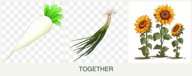 Can you plant radishes, chives and sunflowers together?