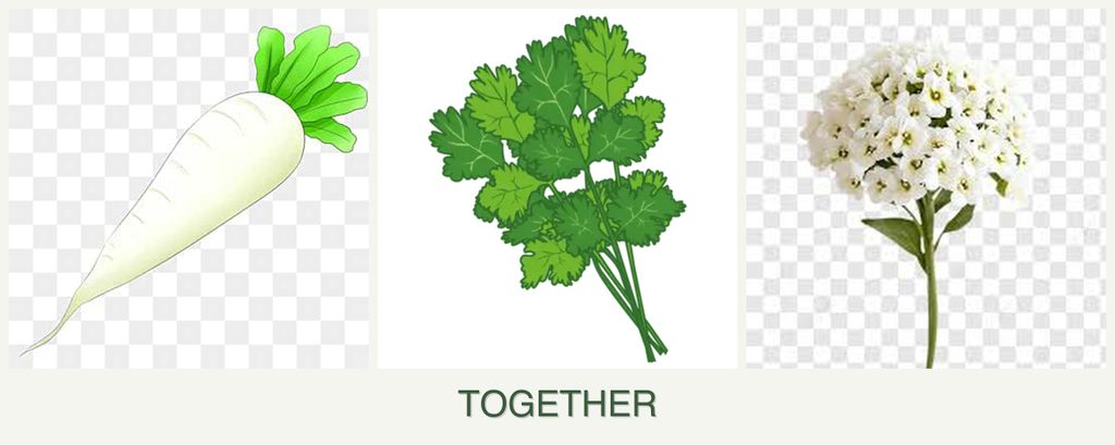 Can you plant radishes, cilantro and alyssum together?