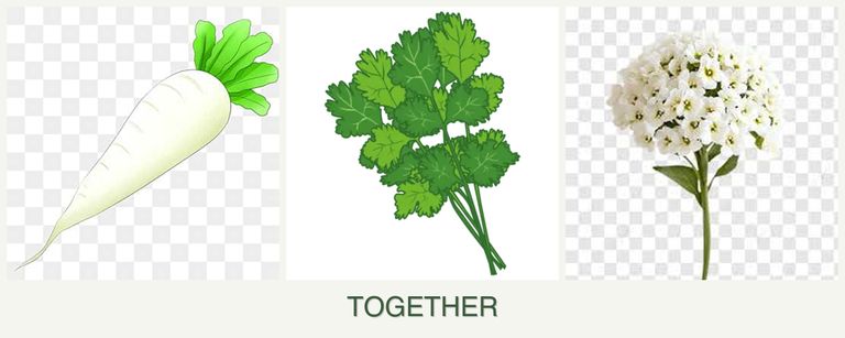 Can you plant radishes, cilantro and alyssum together?