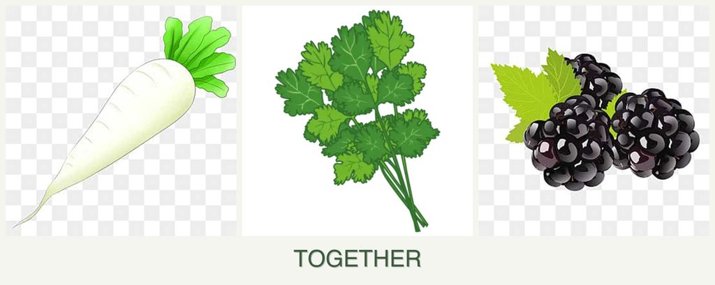 Can you plant radishes, cilantro and blackberries together?