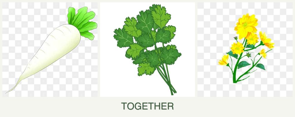 Can you plant radishes, cilantro and calendula together?