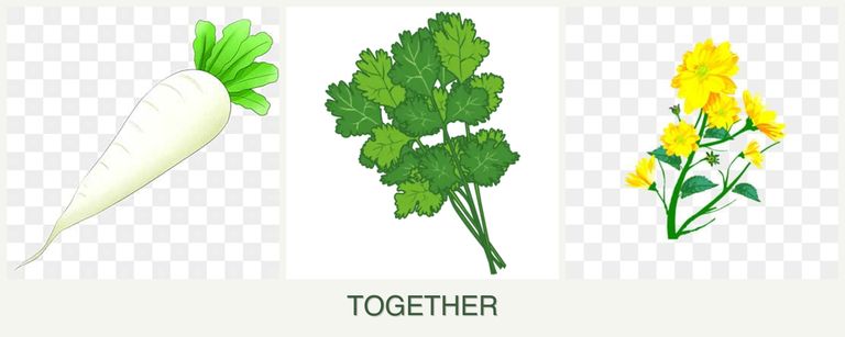 Can you plant radishes, cilantro and calendula together?