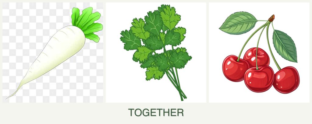 Can you plant radishes, cilantro and cherries together?