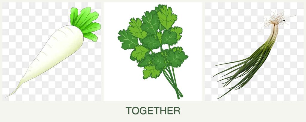 Can you plant radishes, cilantro and chives together?