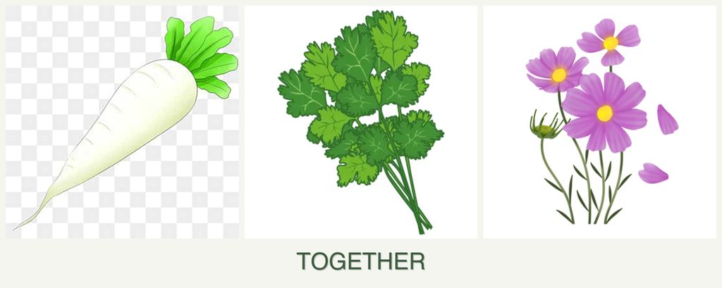 Can you plant radishes, cilantro and cosmos together?