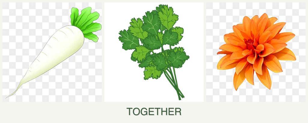 Can you plant radishes, cilantro and dahlias together?