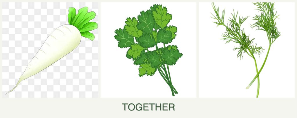 Can you plant radishes, cilantro and dill together?