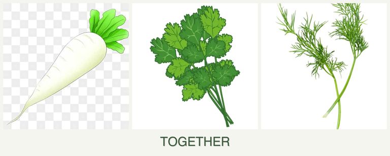 Can you plant radishes, cilantro and dill together?