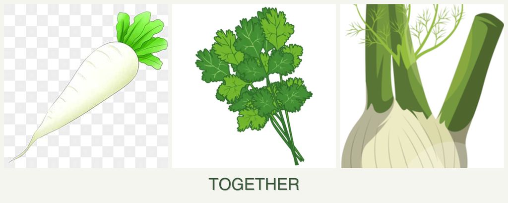 Can you plant radishes, cilantro and fennel together?