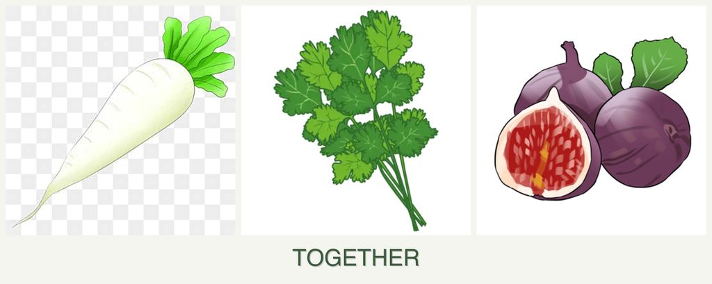 Can you plant radishes, cilantro and figs together?