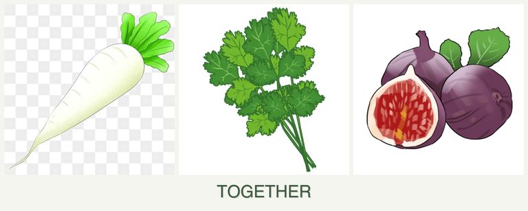 Can you plant radishes, cilantro and figs together?