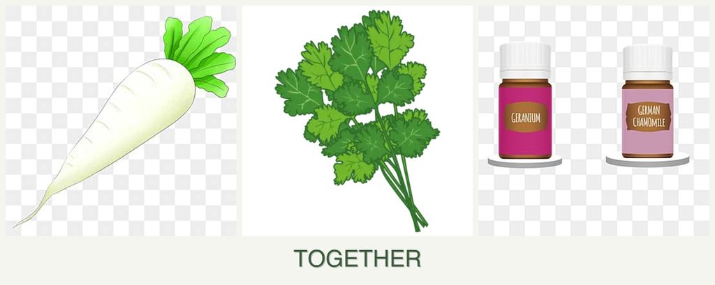 Can you plant radishes, cilantro and geraniums together?